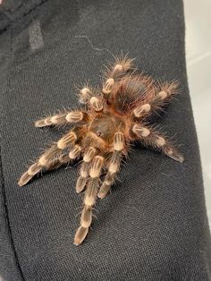 Brazilian acanthoscurria geniculata #acanthoscurriageniculata #tarantula #arachnid