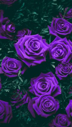 purple roses with green leaves in the background