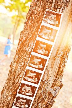 a tree with pictures hanging on it's side