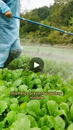 a man is spraying water on lettuce plants