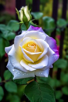 a yellow and white rose with water droplets on it