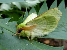 a close up of a moth on a leaf