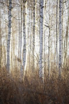 the woods are full of white birch trees