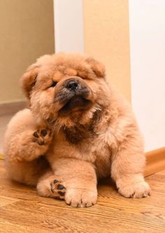 a brown dog sitting on top of a wooden floor