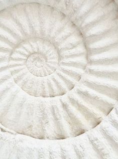 a close up view of the inside of a spirally shaped object with white fur on it