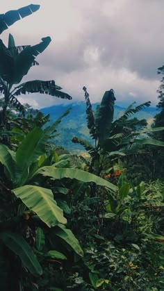 banana trees in the foreground and mountains in the background, with clouds in the distance