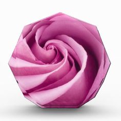 a pink rose is shown on a white background