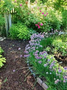 a garden filled with lots of purple flowers