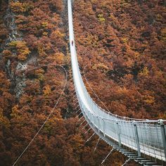 a person walking across a suspension bridge in the middle of trees with red leaves on them