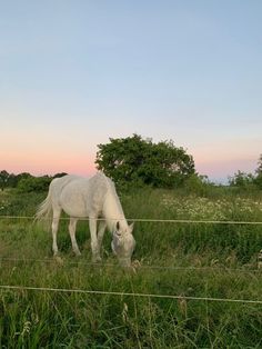 a white horse grazing on grass behind a wire fence at sunset with trees in the background