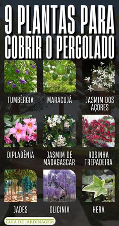 the spanish language poster shows different types of flowers and plants in various stages of blooming