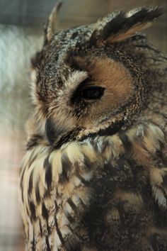 an owl sitting on top of a window sill