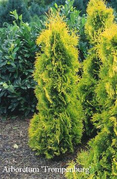 some very pretty green bushes in the grass