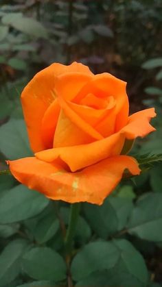 an orange rose with green leaves in the background