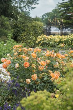 an orange and white rose bush in the middle of a garden with lots of flowers