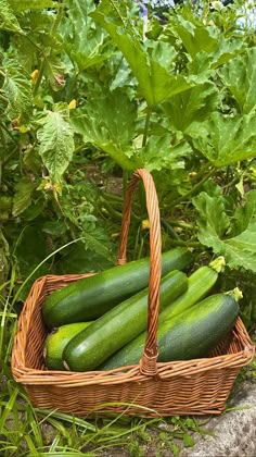 a wicker basket filled with cucumbers in the garden