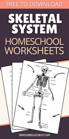 the skeletal system worksheet for homeschool and classroom workbooks with free printables