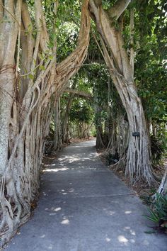 a pathway lined with large trees and lots of leaves