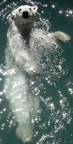 a polar bear is swimming in the water