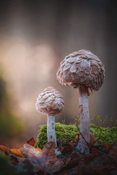 two mushrooms sitting on top of leaves in the forest, with moss growing out of them