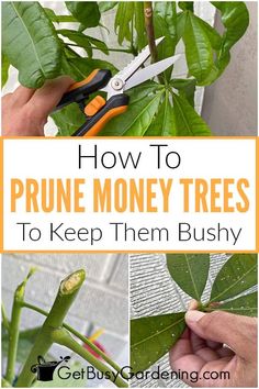 how to prune money trees to keep them bushy