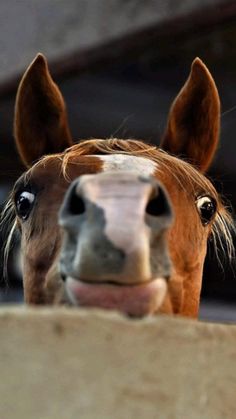 a brown horse sticking its head over the top of a wall looking at the camera