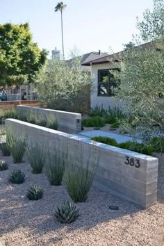 an outdoor garden with various plants and rocks