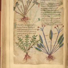 an old book with some plants on it