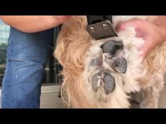 a dog being groomed by its owner