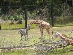 two giraffes and a zebra in an enclosure