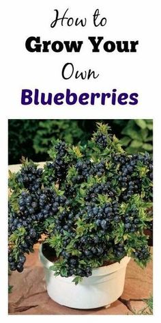 blueberries growing in a pot with the title how to grow your own blueberries