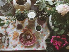 a table topped with lots of potted plants next to a white plate filled with food