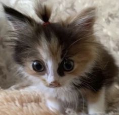 a small kitten sitting on top of a fluffy blanket