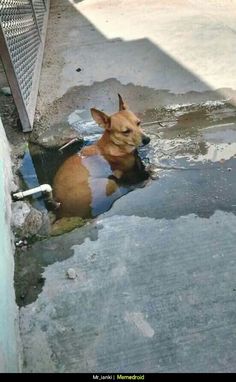 a brown dog laying on top of a puddle