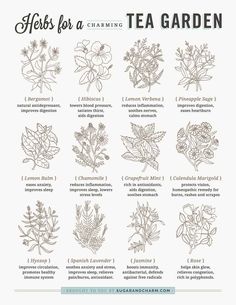 herbs for a tea garden poster with instructions on how to use them in the kitchen