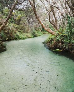 a river running through a forest filled with lots of green plants and trees on both sides