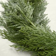 a close up of a green plant on a white surface