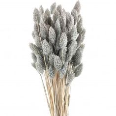 some very pretty dried plants in a vase