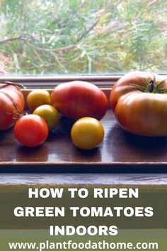 tomatoes and green tomatoes on a window sill with the words how to ripen green tomatoes indoors