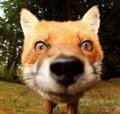 a close up of a fox's face with trees in the background