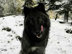 a large black dog sitting in the snow with its tongue out and it's tongue hanging out