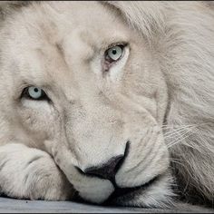 a white lion laying down with his head resting on the ground next to it's paw