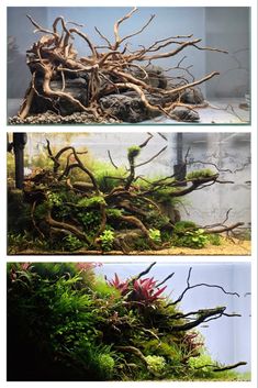 three different types of plants in an aquarium