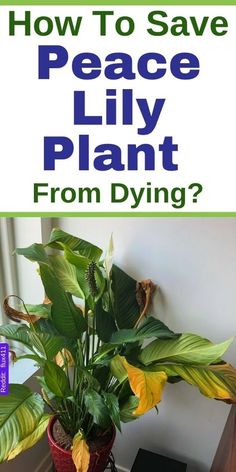 a potted plant with the words how to save peace lily plant from dying?