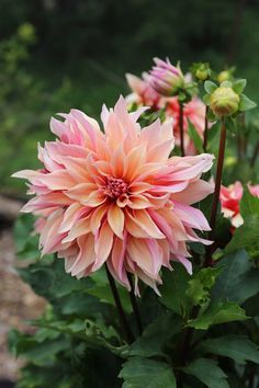 a large pink flower with green leaves in the foreground and other flowers in the background