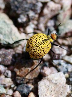 a yellow bug sitting on top of a pile of rocks