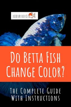 a blue and white fish with the words do betta fish change color? on it