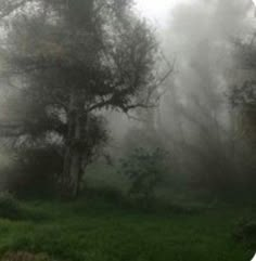 a foggy forest filled with lots of trees and green grass in the foreground