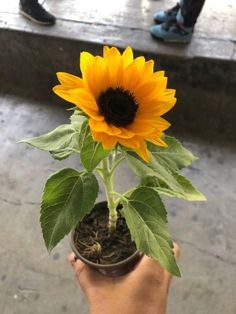 a person holding a small potted plant with a large sunflower in it's center