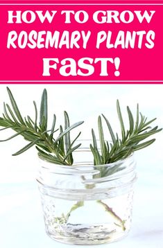 rosemary plants in a glass jar with text overlay how to grow rosemary plants fast